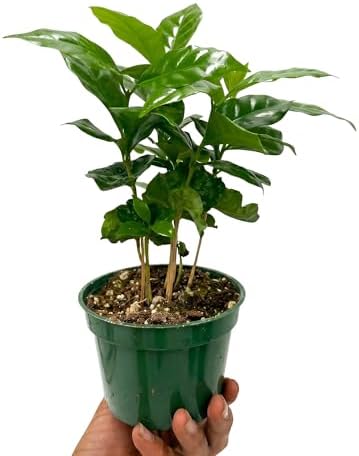 Live Coffee Arabica Plant - 'Coffee Tree' - ragnaroc Tropical Plant 6-12" Tall - 1ct - Live Arrival Guaranteed - House Plants for Home Décor & Gift - Image 4
