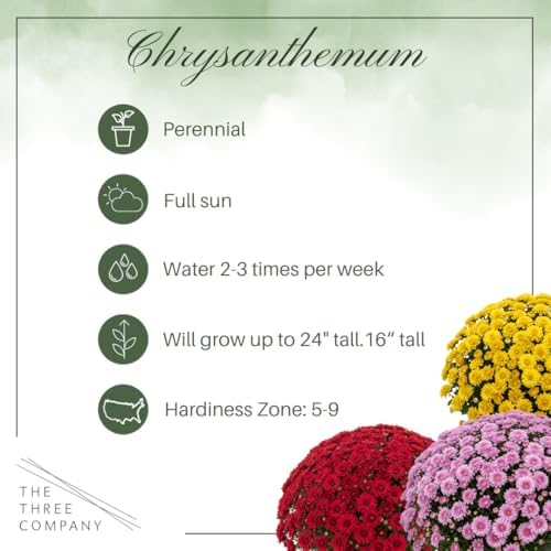 Chrysanthemum - Red Blooms, Live Fall Flowering Perennial, 15" Tall by 12" Wide in 3 Qt Pot - Image 3