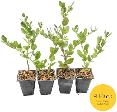 4 Green Carpet Natal Plum in 3.5" Nursery Cubes | Carissa ‘Green Carpet’ | Low-Growing Evergreen Groundcover for Landscapes, Slopes & Borders | Live Starter Plants - Image 3
