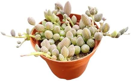 String of Watermelons, Live Trailing Succulent Fully Rooted in 4" Pots with Soil Mix, Rare House Plant for Home Office Wedding Hanging Decoration, DIY Projects, Party Favor by SproutNGreen