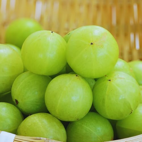 Green Gooseberry Berry Bush Live Plant, Berry Plant, 5-10 Inch Tall - Image 3