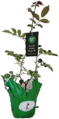 Prom Queen Climbing Rose - Antique Heirloom Rosa Hybrid - Live Plant - Perpetual Fragrant Double White Pink Flower - Emerald's - Starter Size - 4 Inch Pot - Image 3