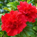 Red Althea Live Plants (Rose of Sharon), 8-12" Tall Quart Pot Flowering Trees, Hibiscus Shrubs for Outdoor Planting, Landscaping & Garden Bed by GINGERGLOW