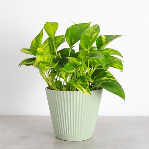 Live Golden Pothos, Indoor Vining Plant, Easy to Grow, 6" Pot - Image 4