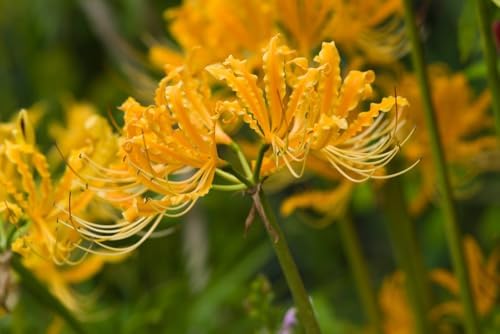 Yellow Spider Lily Bulb – Lycoris Aurea – Rare Golden Blooms (1 Bulb) - Image 2
