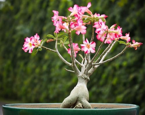 15 Adenium Bonsai Tree Seeds - Blooming Desert Rose, Easy to Grow Indoors - Image 4
