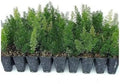 Foxtail Fern Myers | 40 Live Plants | Asparagus Densiflorus Myersii | Unique Tropical Landscape Groundcover by FloridaFoliage