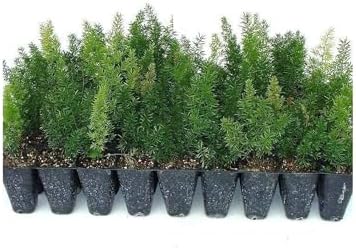 Foxtail Fern Myers | 20 Live Plants | Asparagus Densiflorus Myersii | Unique Tropical Landscape Groundcover by FloridaFoliage