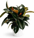 Rubber Tree Live House Plant - Large Indoor Air Purifier Plant - Dark Shiny Petals - Indoor Plants Live Houseplants for Room Decor - Elegant Ficus Burgundy Live House Plants by Unknown