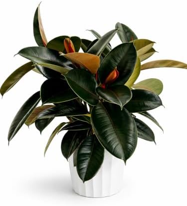 Rubber Tree Live House Plant - Large Indoor Air Purifier Plant - Dark Shiny Petals - Indoor Plants Live Houseplants for Room Decor - Elegant Ficus Burgundy Live House Plants by Unknown