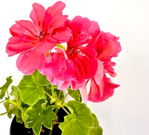 Set of 2 Live Ivy Geranium -Pelargonium Peltatum, Climbing Ivy Leaves with Pink Flowers, 2 Fully Rooted Plants 6-12" Long, Options of Single-Layer or Multi-Layer Petals (Multi-Layer Petal Pink) - Image 3