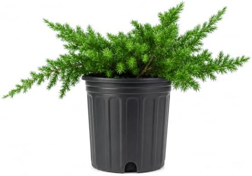 Blue Pacific Shore Juniper | 2 Large Trade Gallon Size Plants | Juniperus Conferta | Evergreen Ground Cover, Hardy Coastal Landscaping, Low Maintenance Shrub, Drought Tolerant, Spreading Growth by FloridaFoliage