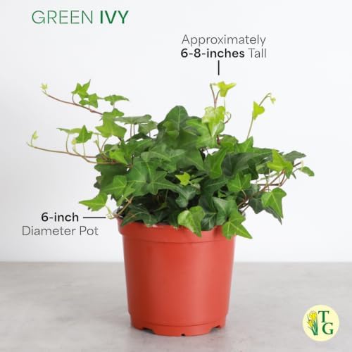 Live Hahn's Green Ivy Plant, Vining Indoor Plant, 6" Pot - Image 6