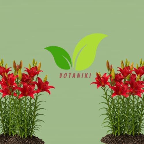 Votaniki Lily Red County Top Size Asiatic Lily Bulbs with Deep Red Summer Flowers Hardy Perennial Plant for Borders Cut Flower Gardens Containers and Outdoor Landscapes (Pack of 5) - Image 7