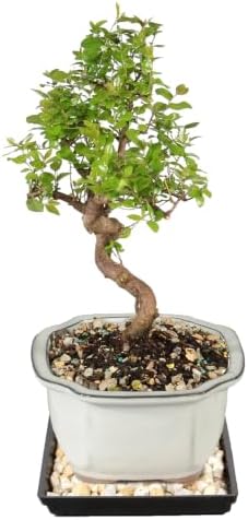 Brussel's Bonsai - Small Live Bonsai Tree with Tray, Potted Indoor Plant - Image 2