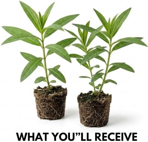 2 Mix Milkweed Plants, 5-8" Tall Butterfly Milkweed Plants - Image 2