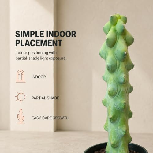 Boobie Cactus Live Plant, Rare Sculptural Indoor Outdoor Succulent - 4 inch - Image 4