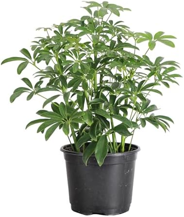 Live Arboricola Umbrella Tree Plant, Schefflera Arboricola, 6" Pot by ThorsensGreenhouse