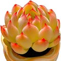 FWPP Live Succulent Plants Echeveria Soul Fairy, Rare Pink Mini Rosette Succulent, 2.5in Bare Root Plant, No Pot Soil, Home Office Bedroom Garden Decor, Easy Care Indoor Houseplant for Plant Lovers by Unknown