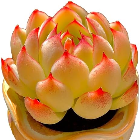 FWPP Live Succulent Plants Echeveria Soul Fairy, Rare Pink Mini Rosette Succulent, 2.5in Bare Root Plant, No Pot Soil, Home Office Bedroom Garden Decor, Easy Care Indoor Houseplant for Plant Lovers by Unknown