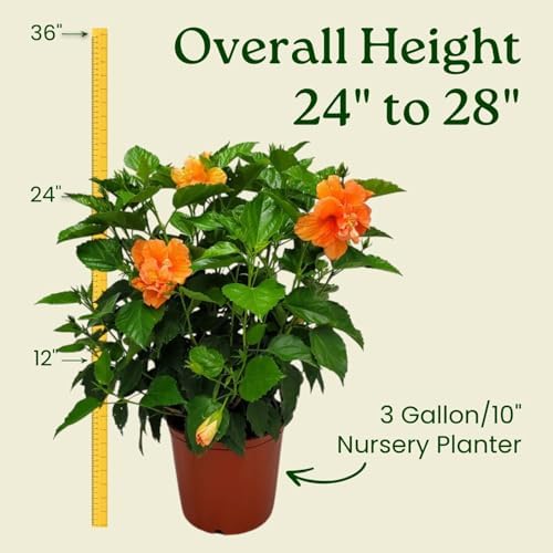 Hibiscus Bush - Double Peach Flowering Plant Live - Overall Height 26" to 28" - Tropical Plants of Florida (Plant Only) - Image 3