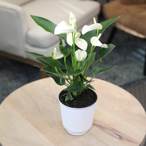White Anthurium Live Sympathy Plant (Approx 11-14" Tall), Easy to Grow Flowering Houseplant in 4" White Decor Pot by Plants for Pets - Image 3