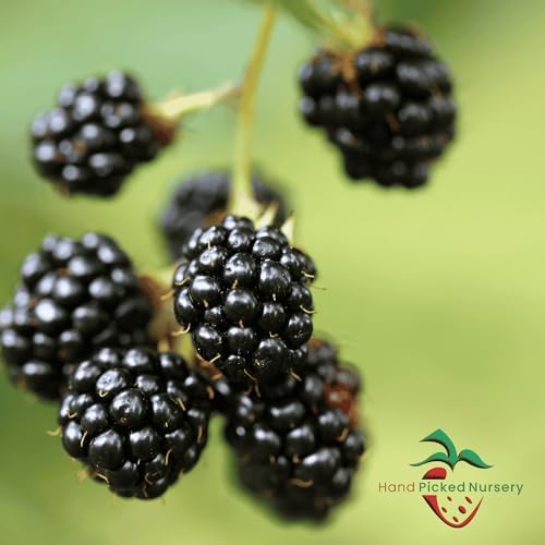 BlackBerry Plants, 'Caddo' BlackBerry Plants - Consistently High Yields! Thornless and Upright Growing Blackberries from Hand Picked Nursery (5) - Image 4