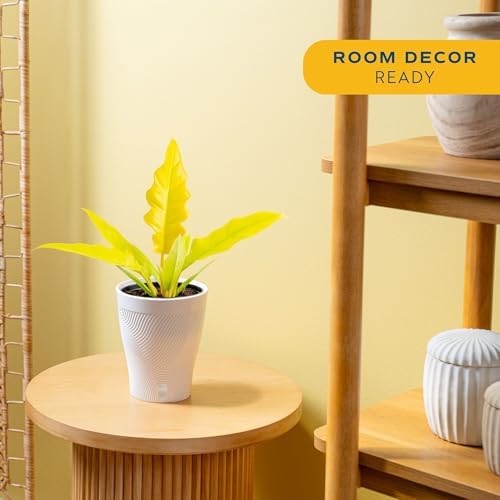 Costa Farms Golden Crocodile Philodendron, Live Indoor Tropical Plant - Image 2