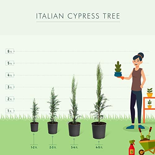 Brighter Blooms - Italian Cypress Tree, 4-5 ft. - Image 6