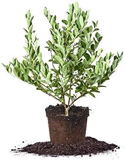 Perfect Plants Climax Rabbiteye Blueberry Bush, 1 Gallon by PerfectPlantsNursery