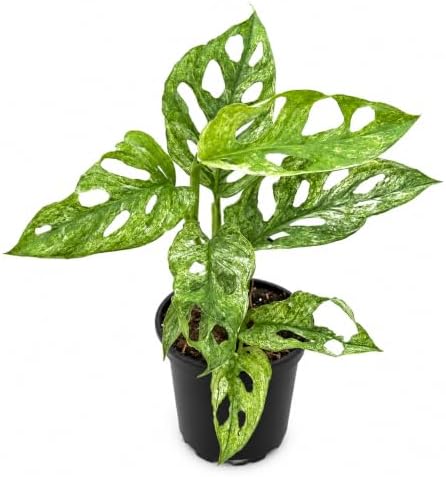 Monstera Mint Live Plant, Variegated Adansonii Swiss Cheese 4 Inch by NYCitySucculents