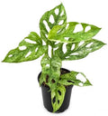 Monstera Mint Live Plant, Variegated Adansonii Swiss Cheese 4 Inch by NYCitySucculents