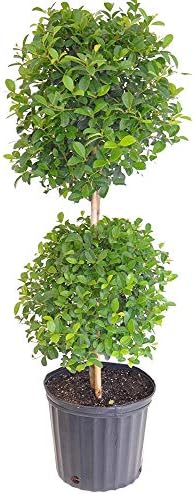 Eugenia Myrtifolia 2-Ball Topiary Live Plant, 38–44 inches Tall in 10-inch Plant Pot, Sculpted Evergreen Indoor Outdoor Tree for Elegant Patio, Entryway and Office Decor by United Nursery - Image 5