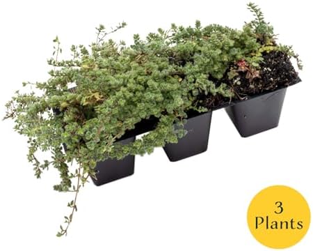 3 Woolly Thyme – Low-Growing Fragrant Fuzzy Evergreen Groundcover for Rock Gardens, Containers & Pathways (Thymus pseudolanuginosus) in 2.5″ Cubes, Live Plants - Image 4