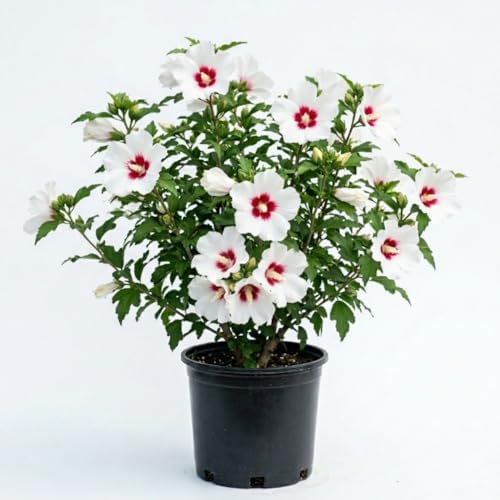 White Red Rose of Sharon Plant Live, Summer Bloom Shrub, 2-6 Inch Tall by Unknown