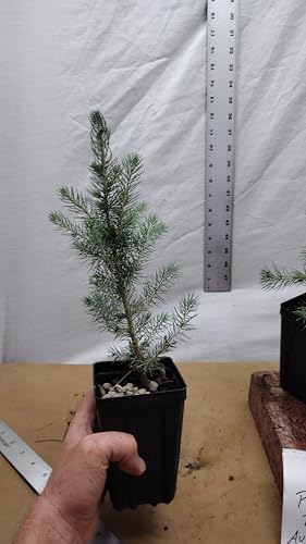 Colorado Blue Spruce Tree in a Nursery Pot. Picea pungens. Great for Ornamental Landscaping and Bonsai - Image 7