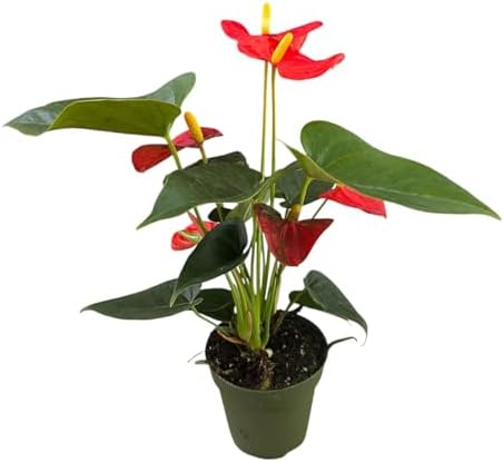 Anthurium (12"-14" Tall) Unique and Gorgeous Live Indoor Plant, Easy Care and Easy to Grow, Bloom Plant, 4 inch Pot (Orange) - Image 4