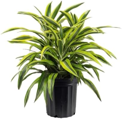 American Plant Exchange Dracaena Lemon Lime – 3-Gallon with Pot – Live Indoor/Outdoor Air Purifying Plant, Vibrant Green Foliage for Home, Office, or Patio Decor by AmericanPlantExchange