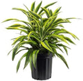 American Plant Exchange Dracaena Lemon Lime – 3-Gallon with Pot – Live Indoor/Outdoor Air Purifying Plant, Vibrant Green Foliage for Home, Office, or Patio Decor by AmericanPlantExchange