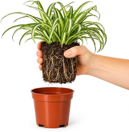 Easy to Grow Spider Plant Variegated 1 Full Size Potted Plant - Large Established Houseplant in 4" Quart Pot - Indoor Outdoor, Low Maintenance, Air-Purifying (Not Starter Plug) by EasytoGrow