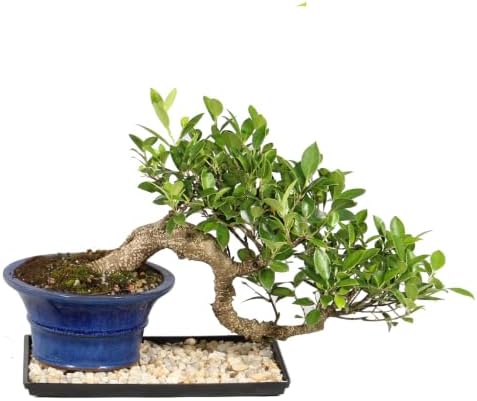 Brussel's Bonsai - Large Live Ficus Bonsai Tree with Tray, Indoor Plant - Image 3