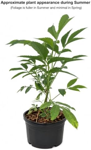 Ranch Elderberry Shrub - 10-14" Tall Live Plant - Gallon Pot - Image 2