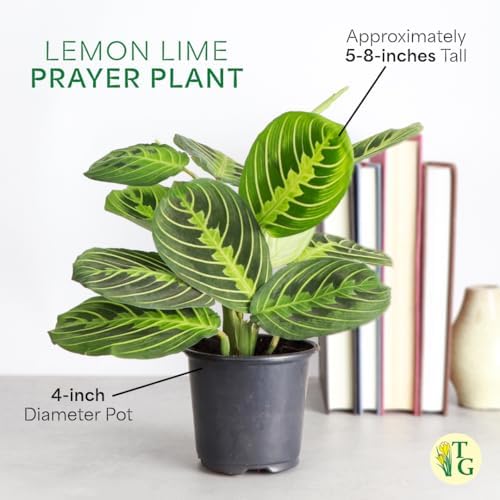 Live Lemon Lime Prayer Plant, Pet Friendly, Easy to Grow, 4" Pot - Image 6
