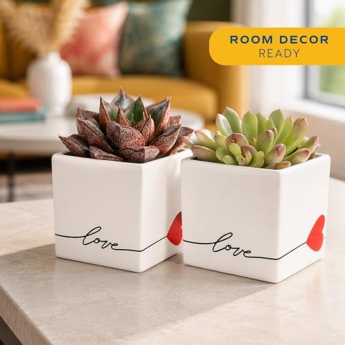Costa Farms Mini Live Succulents, Echeveria Houseplant, Beautiful Live Indoor Plants in Cute Décor Stone Planter Pots, Great Gift for Perfect Room Décor, 4-Inches Tall (2-Pack) - Image 2