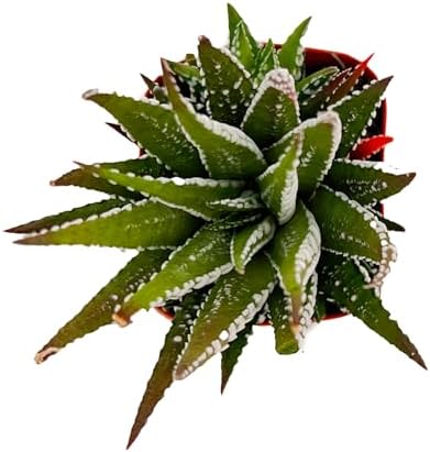 Sprout N Green Haworthia fasciata 'Big Band' Live Succulent Plant - Image 2