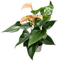 Pink Matata Anthurium (12"-14" Tall) Unique and Gorgeous Live Indoor Plant, Easy Care and Easy to Grow, Bloom Plant, 4 inch Pot (Jolie Peach) by hopewindplants