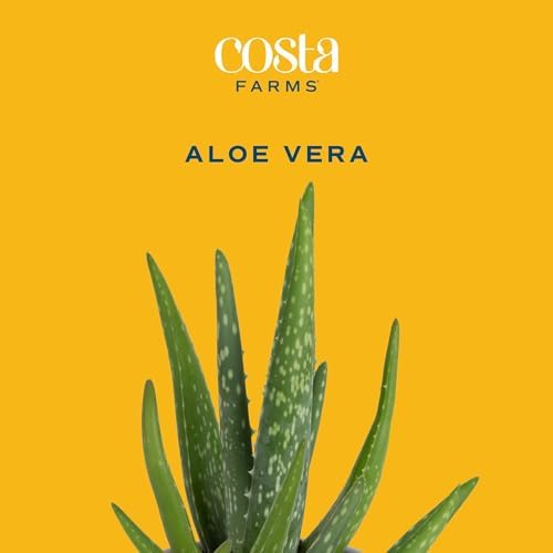 Costa Farms Aloe Vera, Live Indoor Plants, Easy Care, 7-in Tall, 2-Pack - Image 3