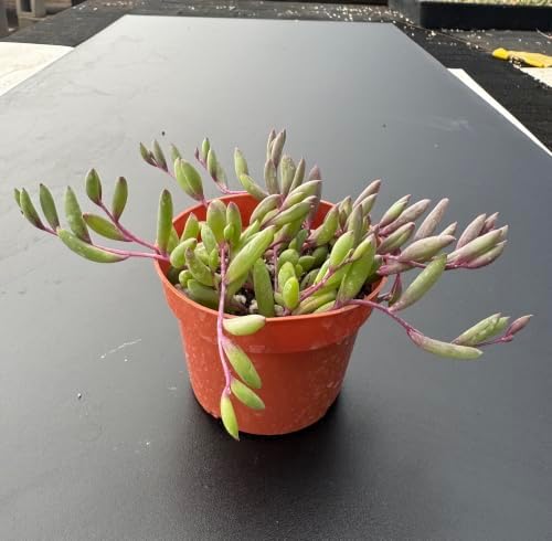 Live Succulent Ruby Necklace, Othonna capensis L.H.Bailey Plant in 4" Pot - Image 2