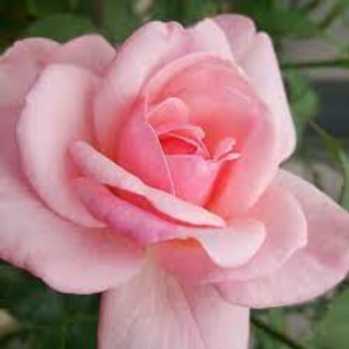 Light Pink Rose Live Plant, Bush, 5-10 Inch Tall - Image 4
