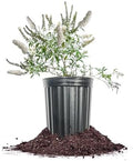 Perfect Plants White Profusion Butterfly Bush, 1 Gallon, Live Plant by PerfectPlantsNursery